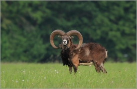 <p>MUFLON (Ovis musimon)</p>